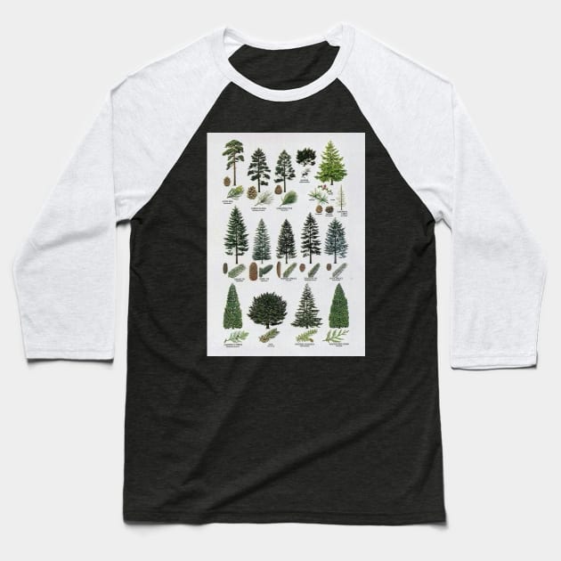 coniferous botanical poster Baseball T-Shirt by PSYCH90